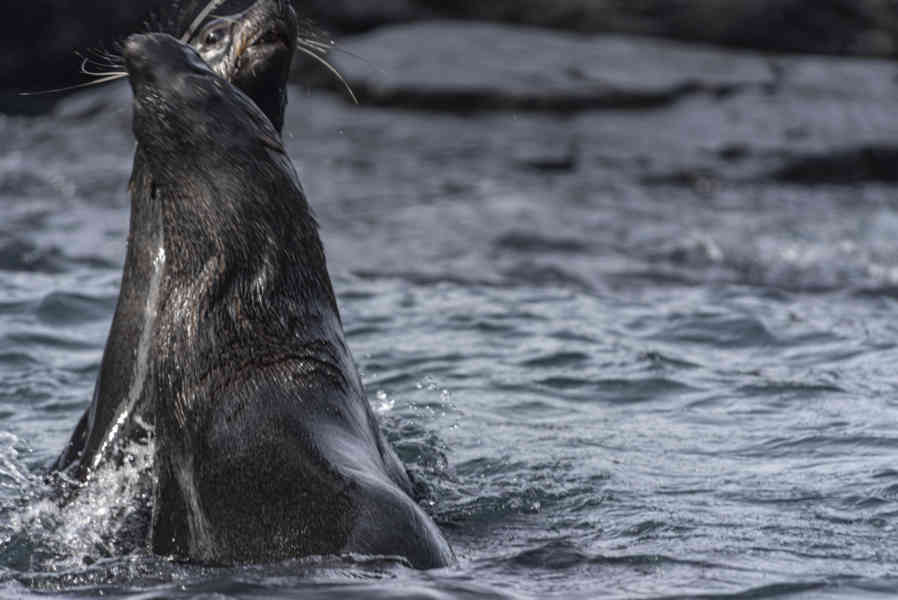Lobo Marino Antártico - isla Robert - islas Shetland del Sur 13.jpg